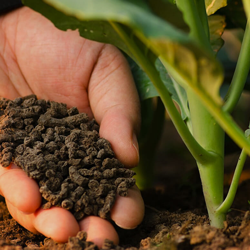 Semillas thumbnail 2